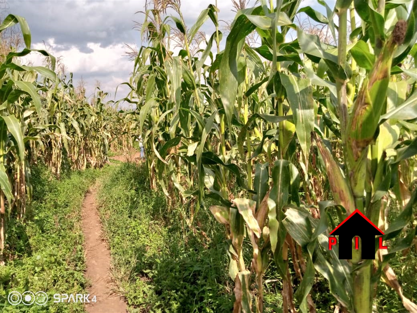 Agricultural Land for sale in Ssekanyonyi Mityana