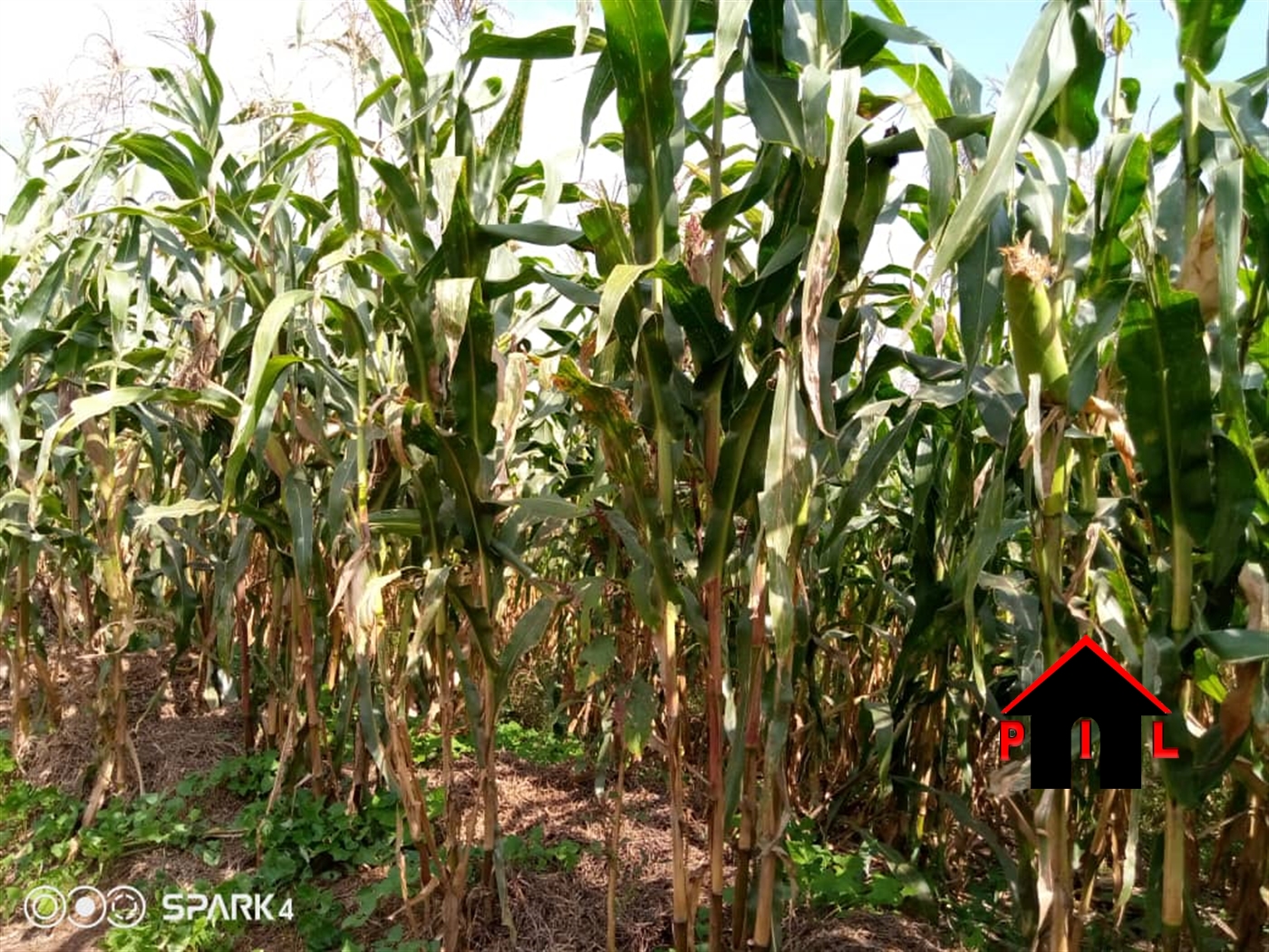 Agricultural Land for sale in Ssekanyonyi Mityana