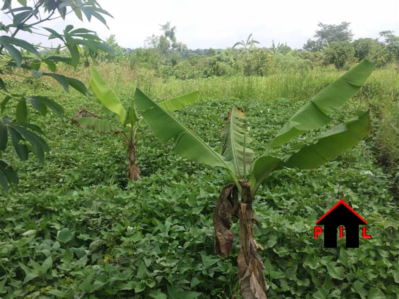 Residential Land for sale in Buloba Mityana