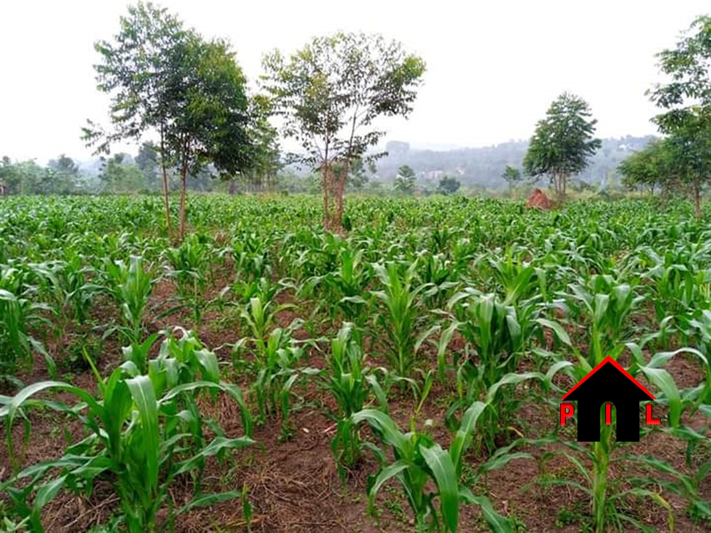 Residential Land for sale in Bukeelele Wakiso