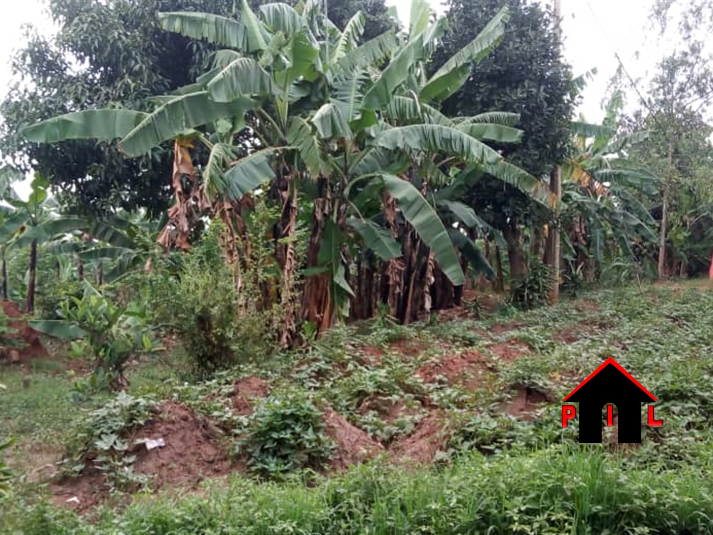 Agricultural Land for sale in Kyakwanzi Masindi