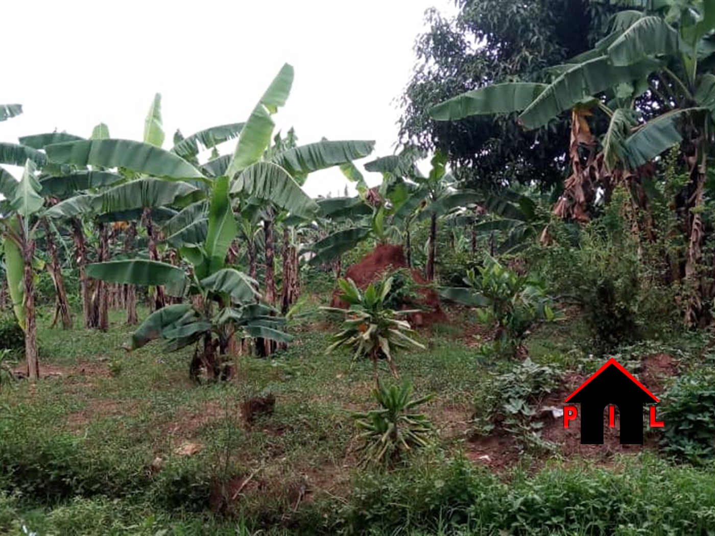 Agricultural Land for sale in Kyakwanzi Masindi