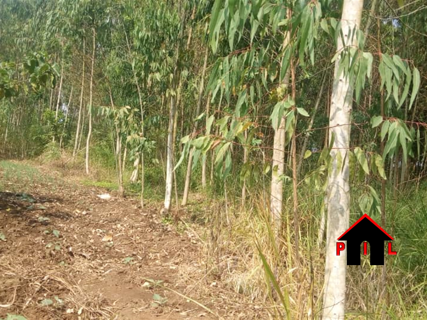 Agricultural Land for sale in Kifampa Mpigi