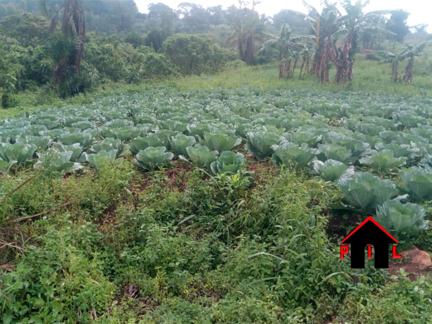 Agricultural Land for sale in Kitenga Mubende