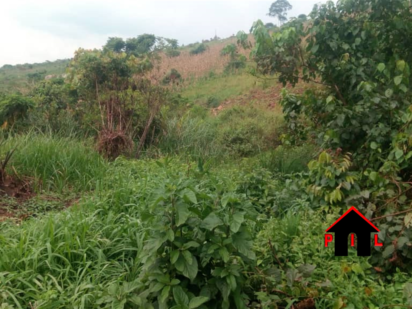 Agricultural Land for sale in Kitenga Mubende