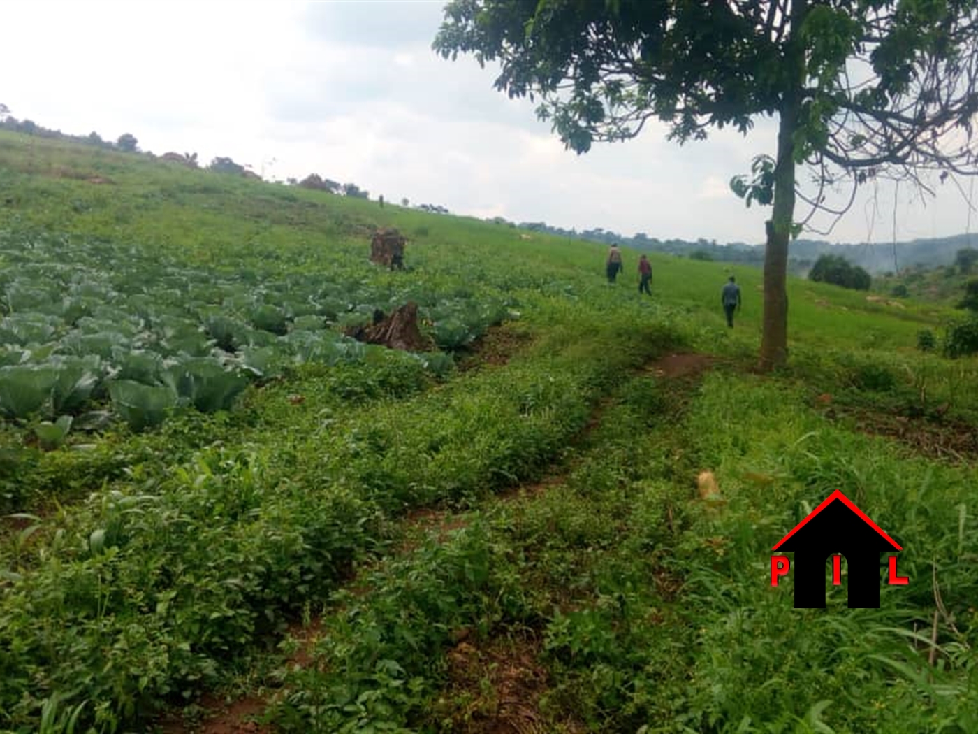 Agricultural Land for sale in Kitenga Mubende