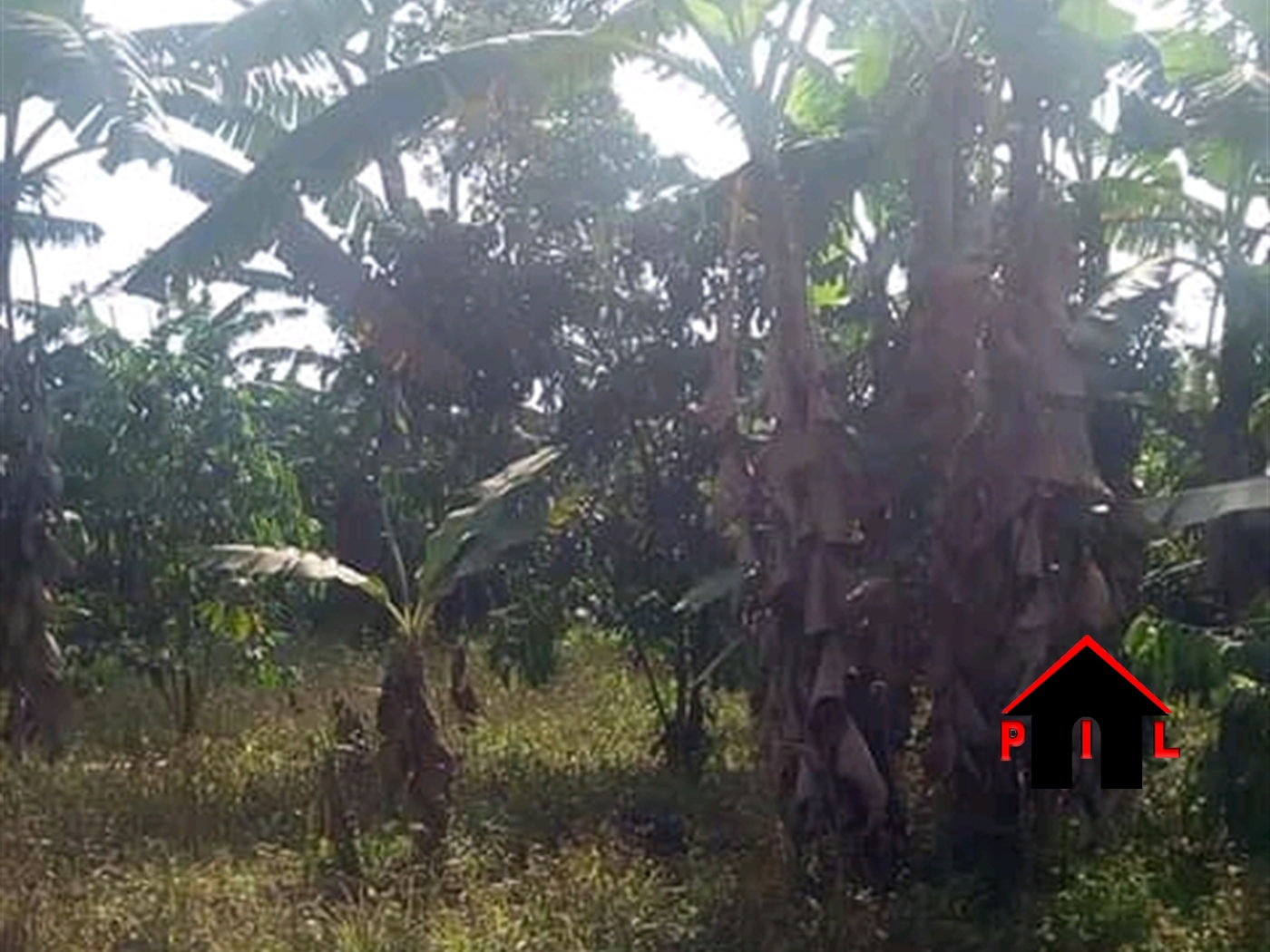 Agricultural Land for sale in Kiganda Mubende