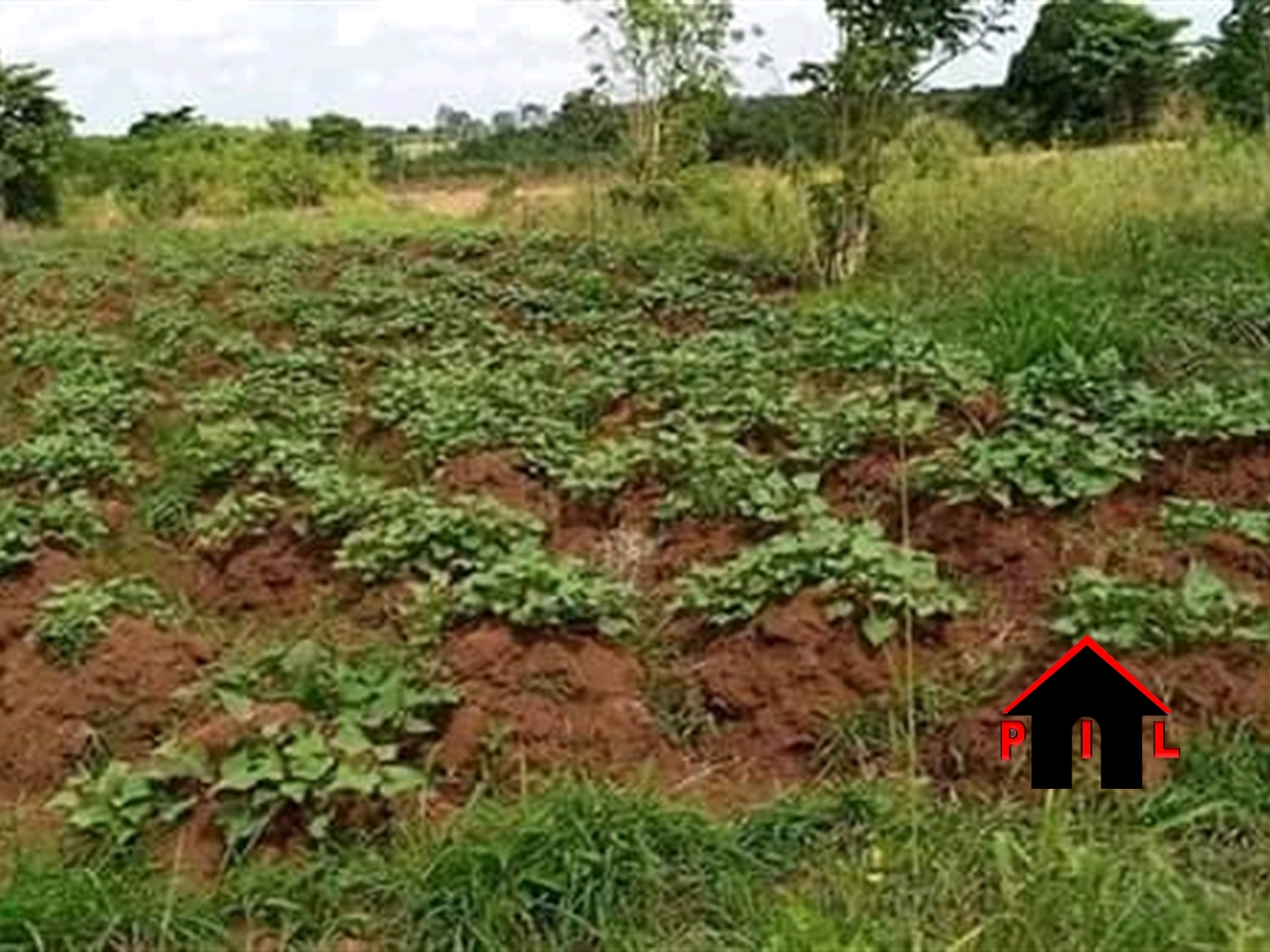 Agricultural Land for sale in Busiika Luweero