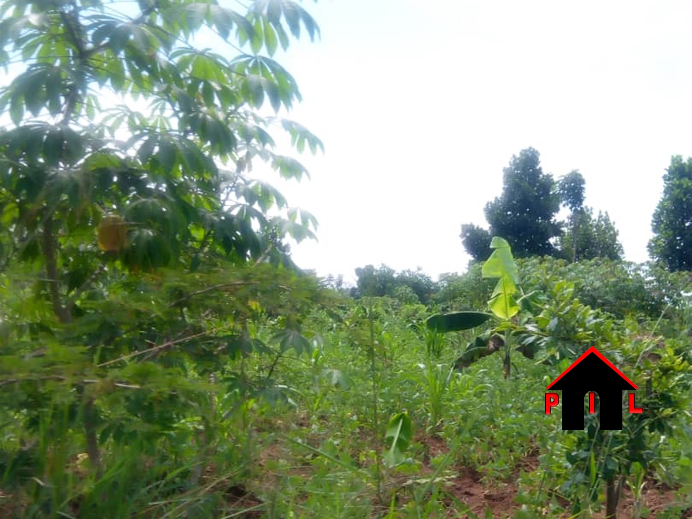 Agricultural Land for sale in Wabitungulu Luwero
