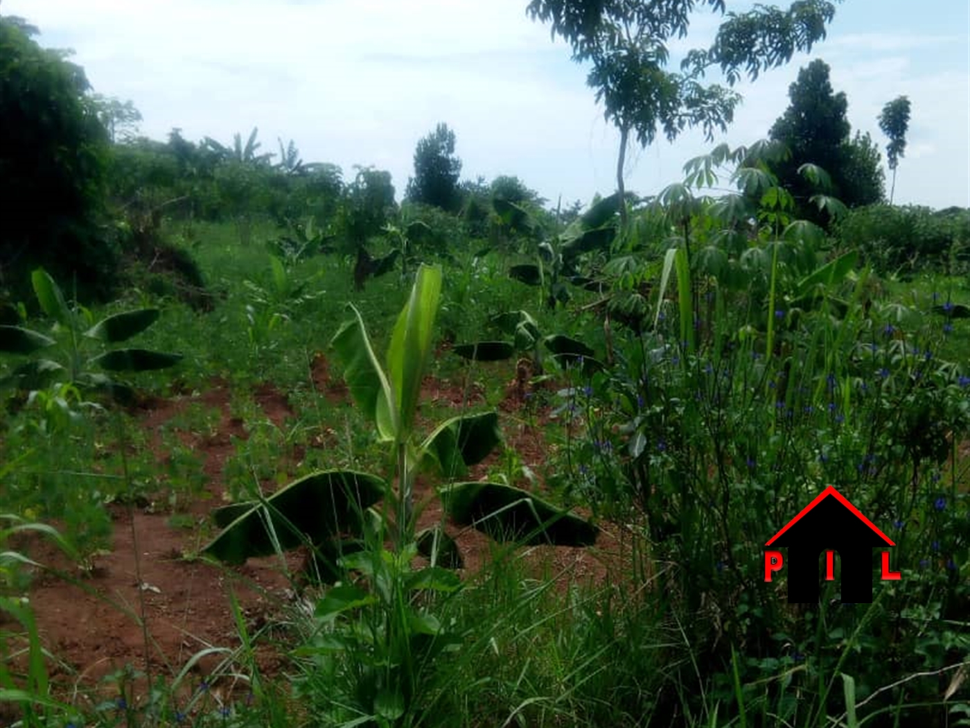 Agricultural Land for sale in Butuntumula Luweero