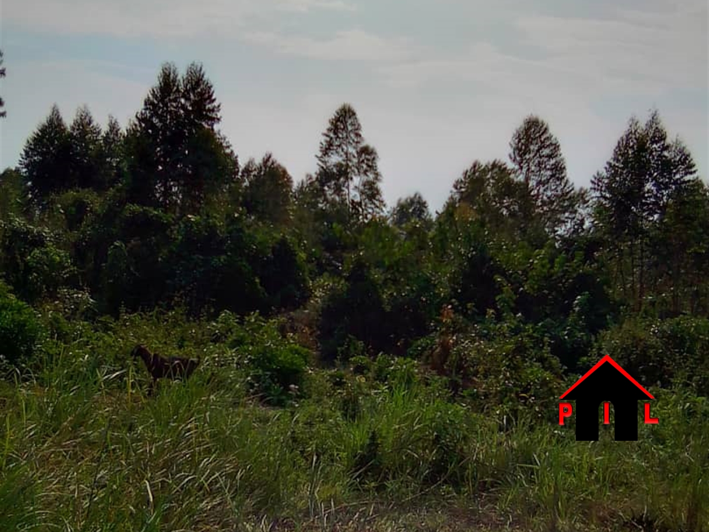 Agricultural Land for sale in Kasawo Mukono