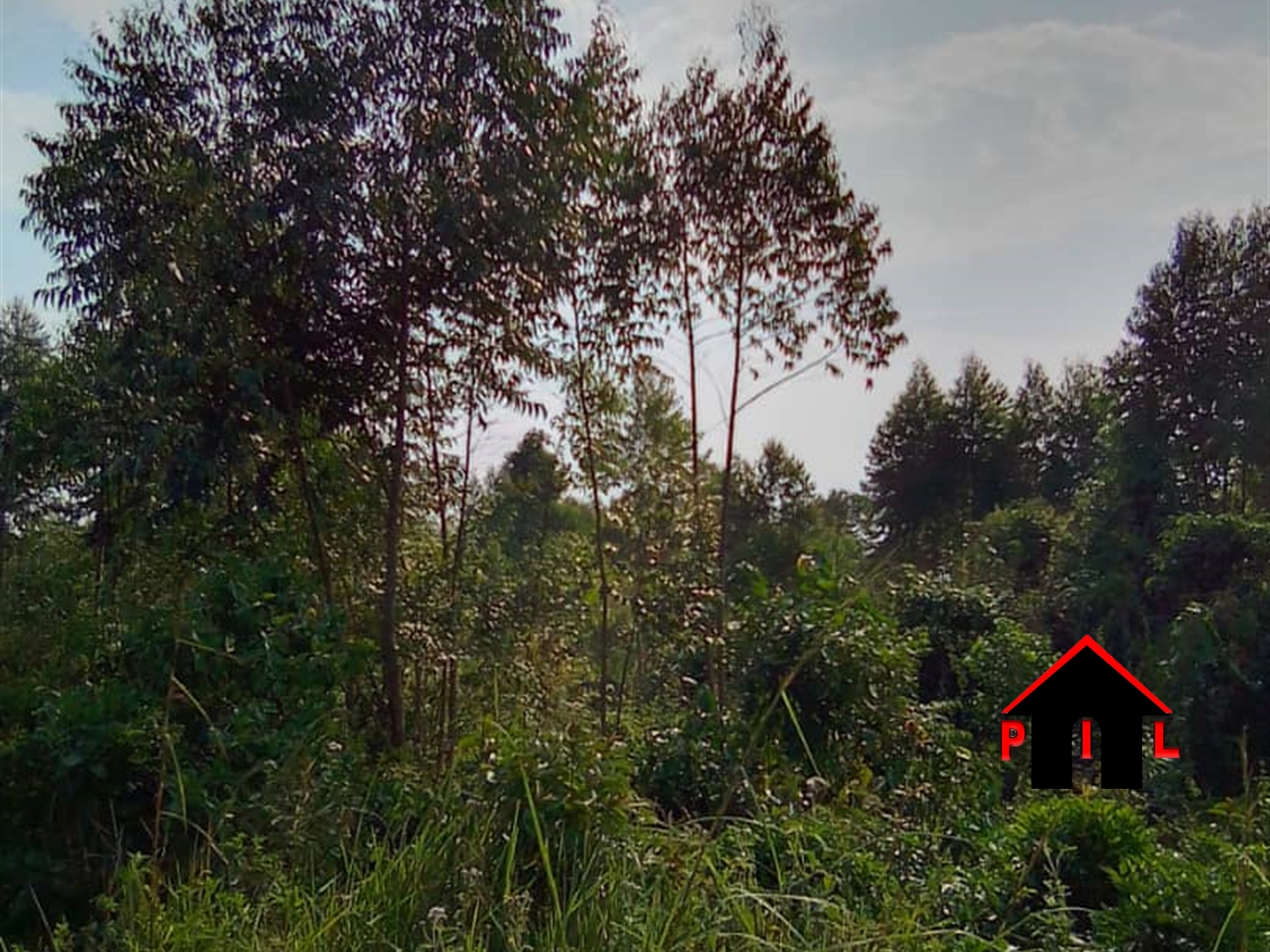 Agricultural Land for sale in Kasawo Mukono