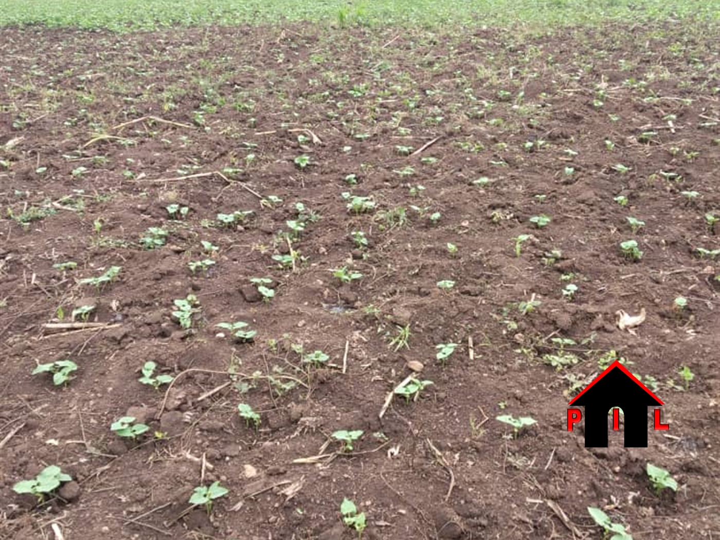 Agricultural Land for sale in Wobulenzi Luweero