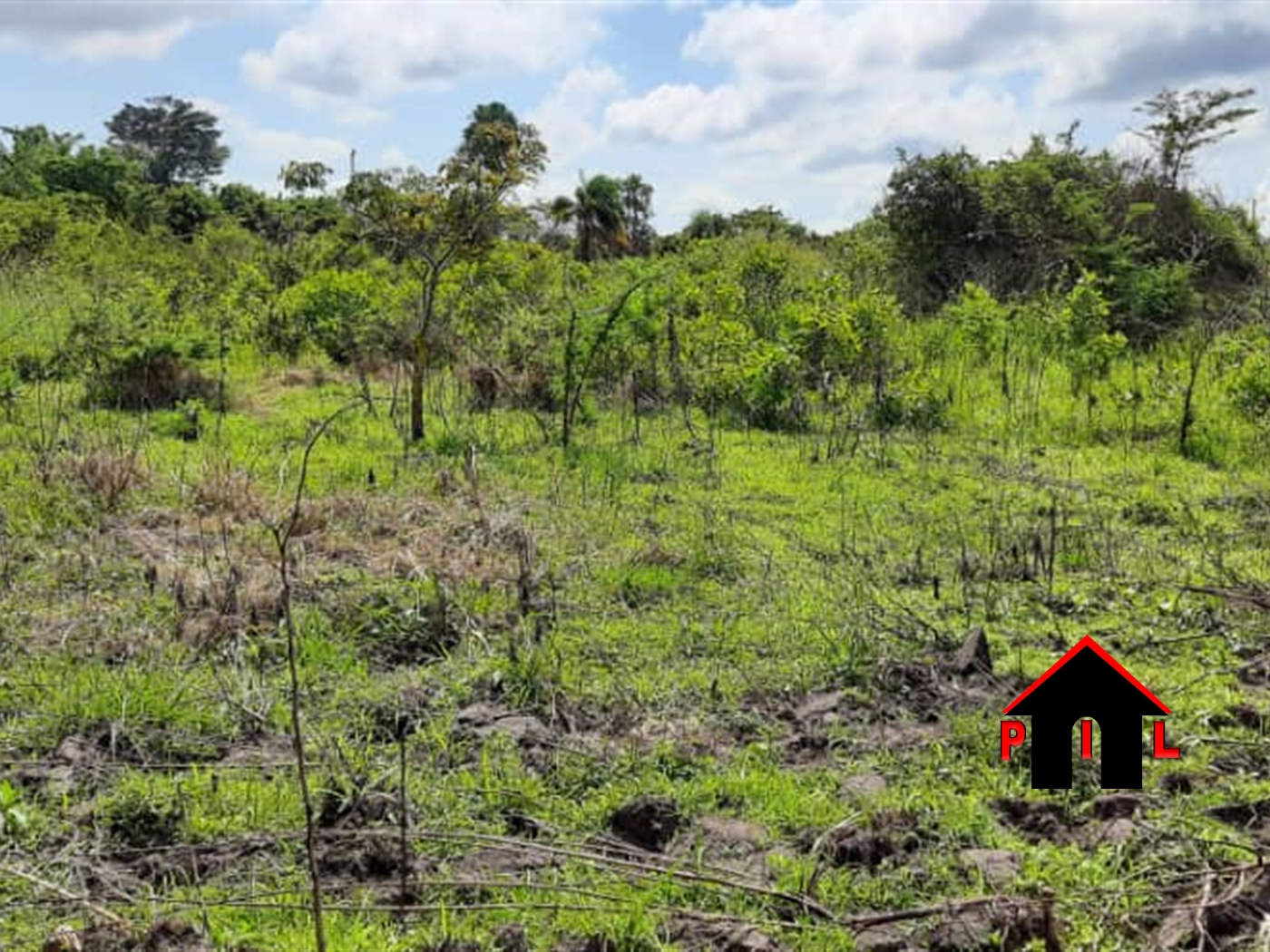 Agricultural Land for sale in Nabiswera Nakasongola