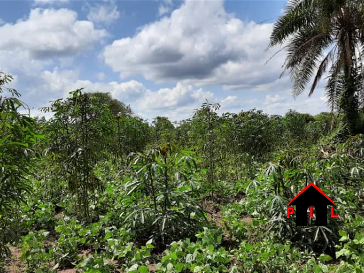 Agricultural Land for sale in Nabiswera Nakasongola