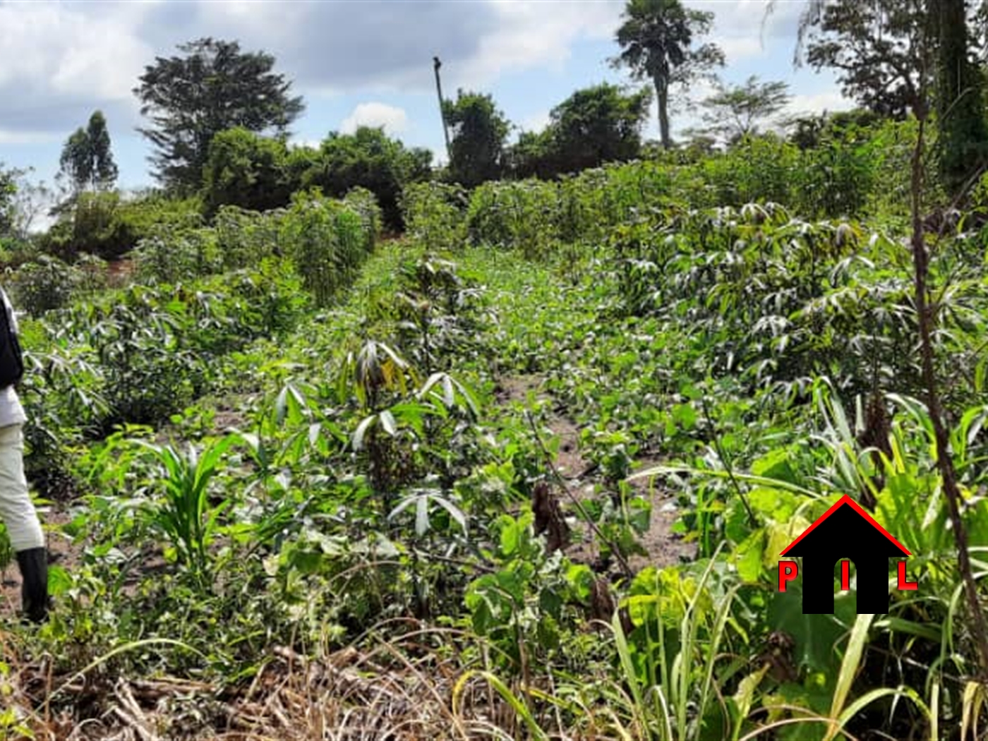 Agricultural Land for sale in Nabiswera Nakasongola