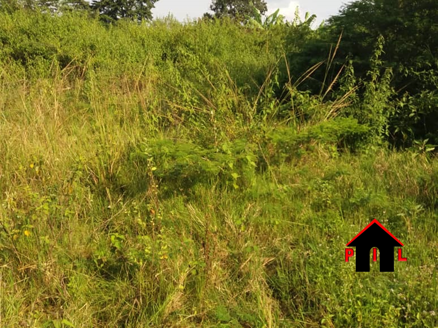 Agricultural Land for sale in Kiziba Kayunga