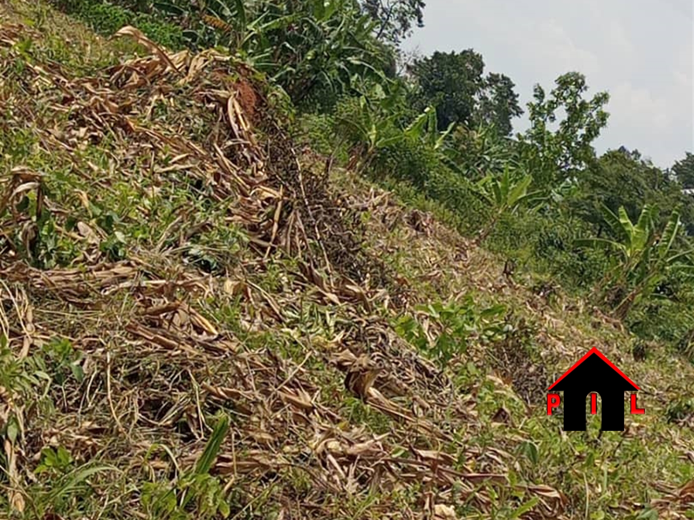 Agricultural Land for sale in Butakuli Nakaseke