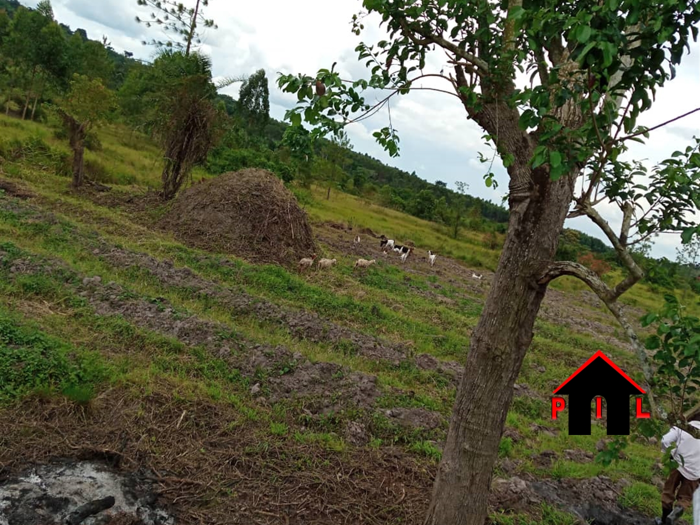 Agricultural Land for sale in Kassanda Mityana