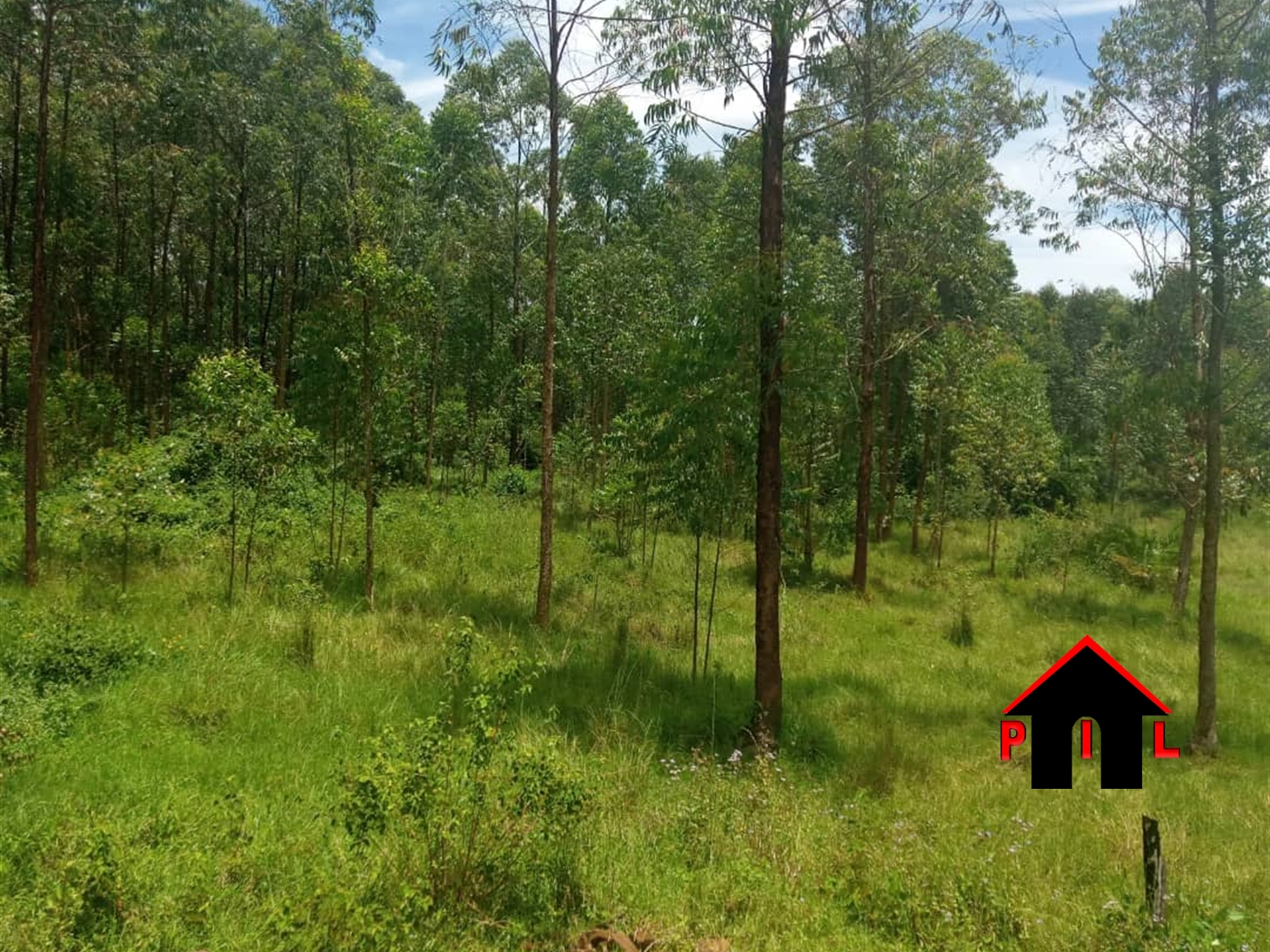 Agricultural Land for sale in Kassanda Mityana