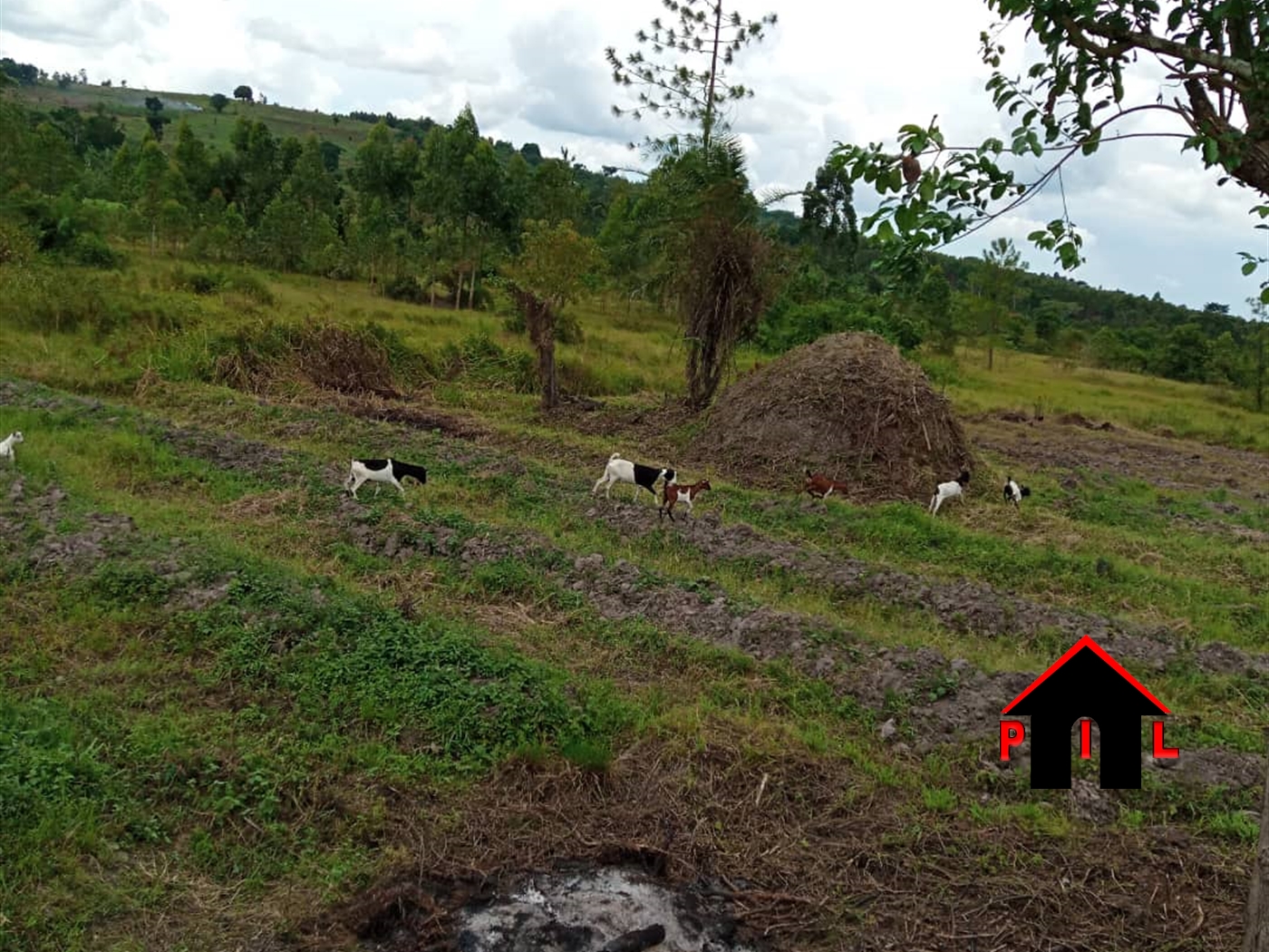 Agricultural Land for sale in Kassanda Mityana