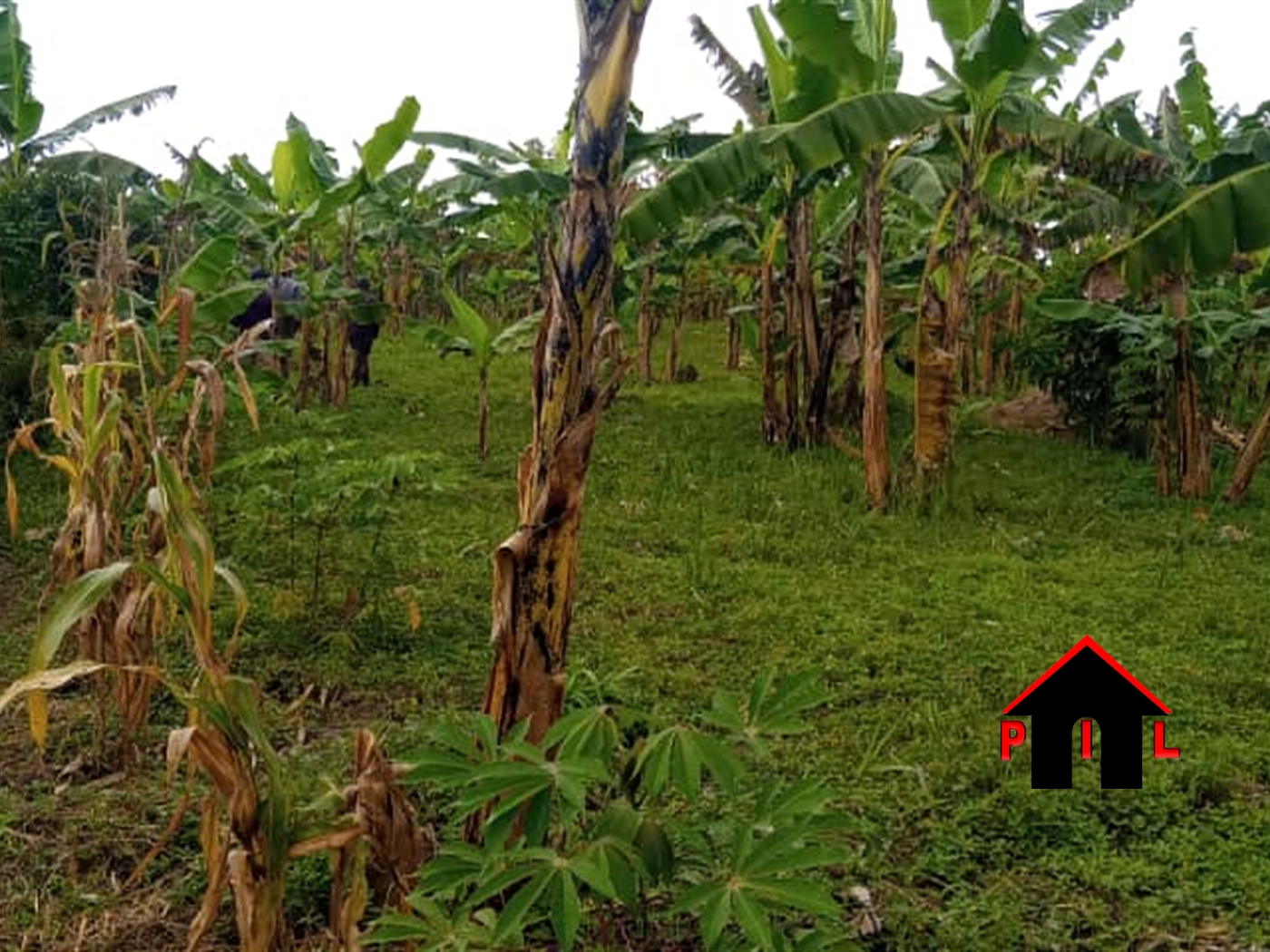 Agricultural Land for sale in Lwabiyata Nakasongola