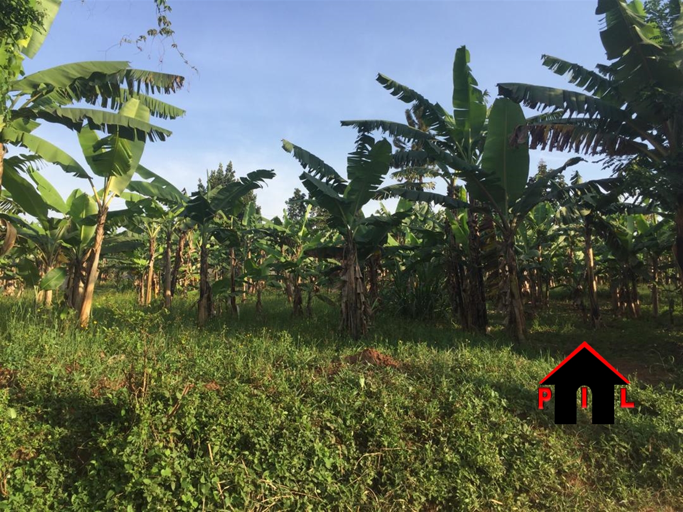 Commercial Land for sale in Kimaga Nakasongola