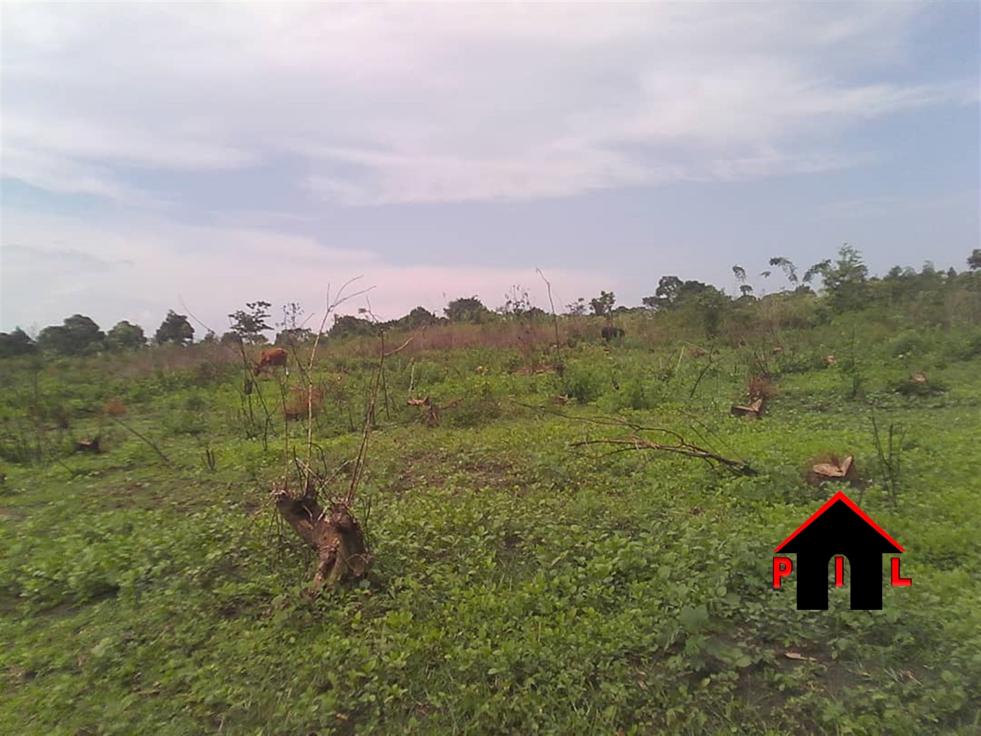 Agricultural Land for sale in Kalule Luweero