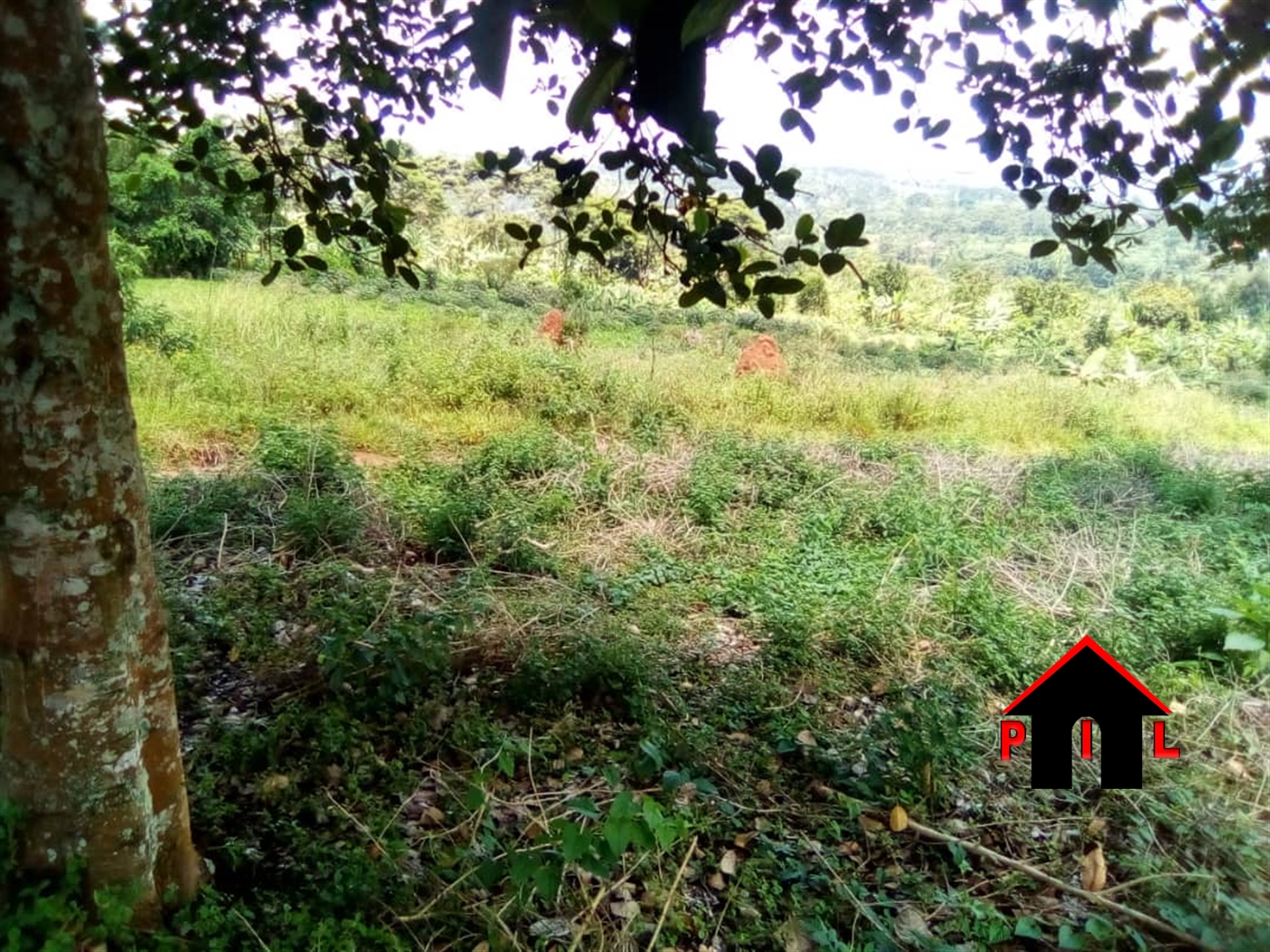 Agricultural Land for sale in Nkokonjeru Buyikwe