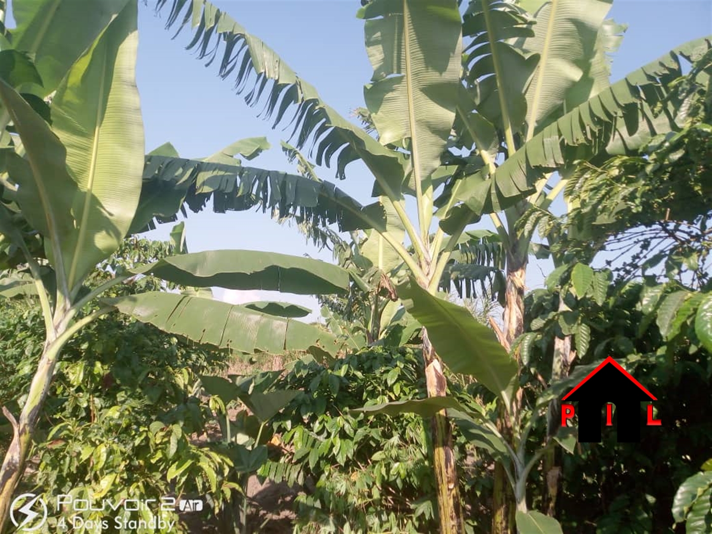 Agricultural Land for sale in Kalamba Mityana