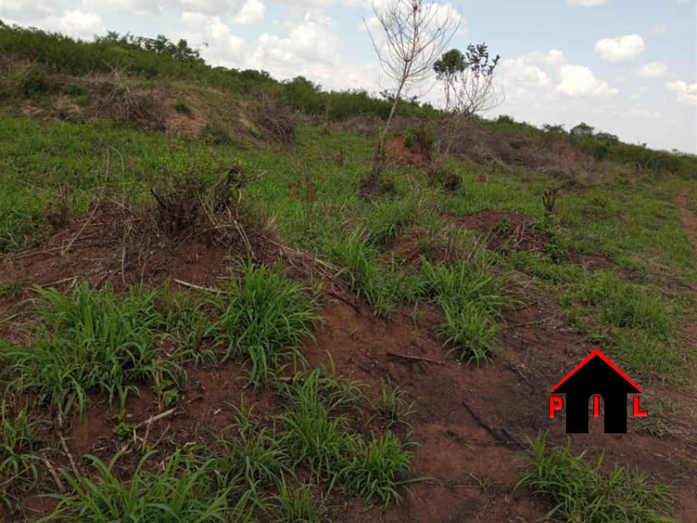 Agricultural Land for sale in Kalamba Mityana