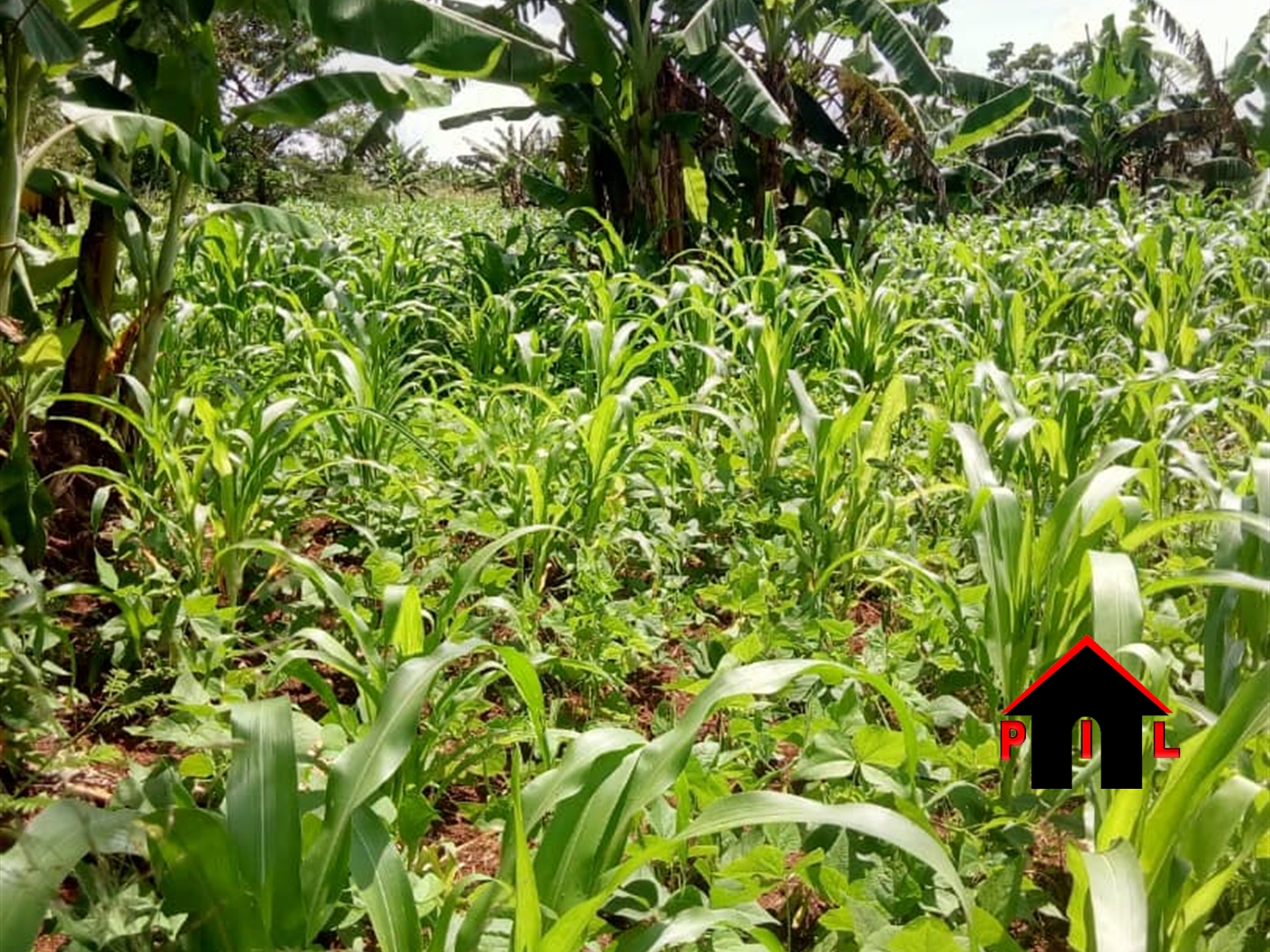 Agricultural Land for sale in Ziloobwe Luweero