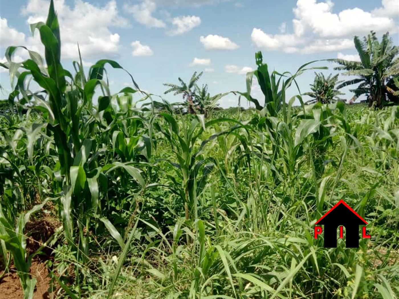 Agricultural Land for sale in Ziloobwe Luweero