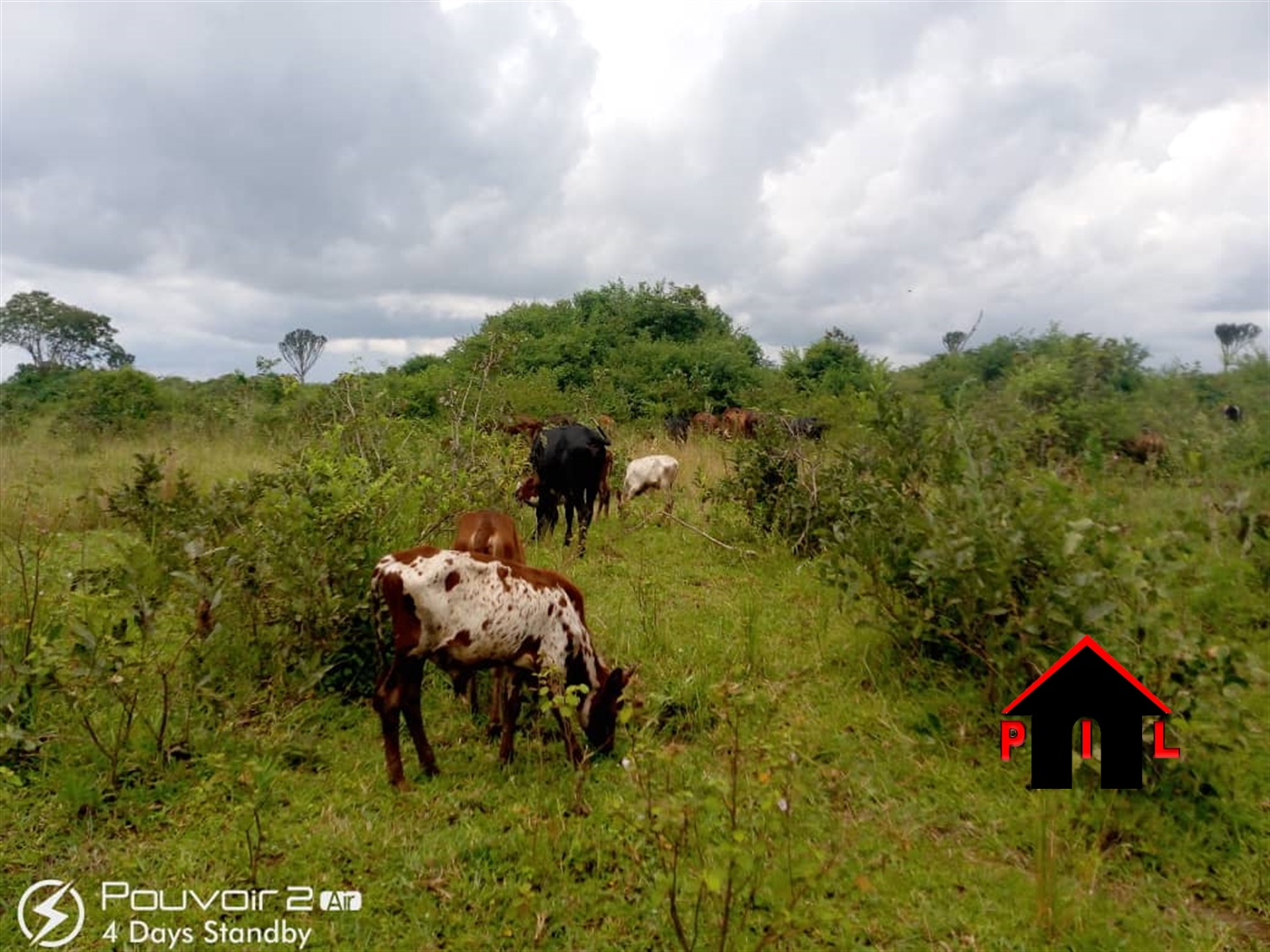 Agricultural Land for sale in Butalangu Nakaseke