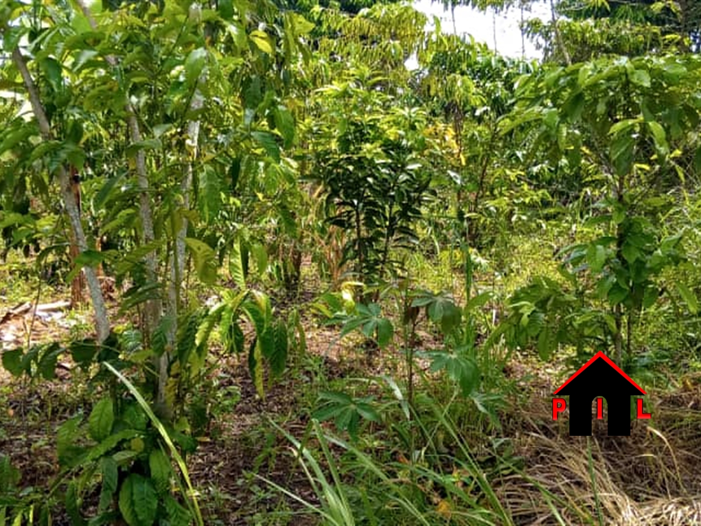 Agricultural Land for sale in Wabitungulu Luweero