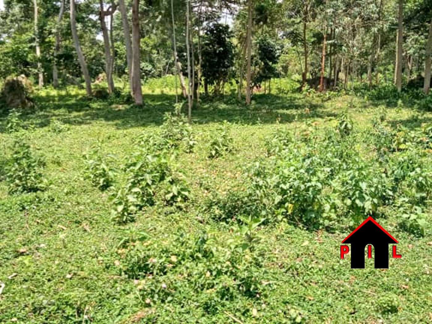 Agricultural Land for sale in Mpangati Luweero