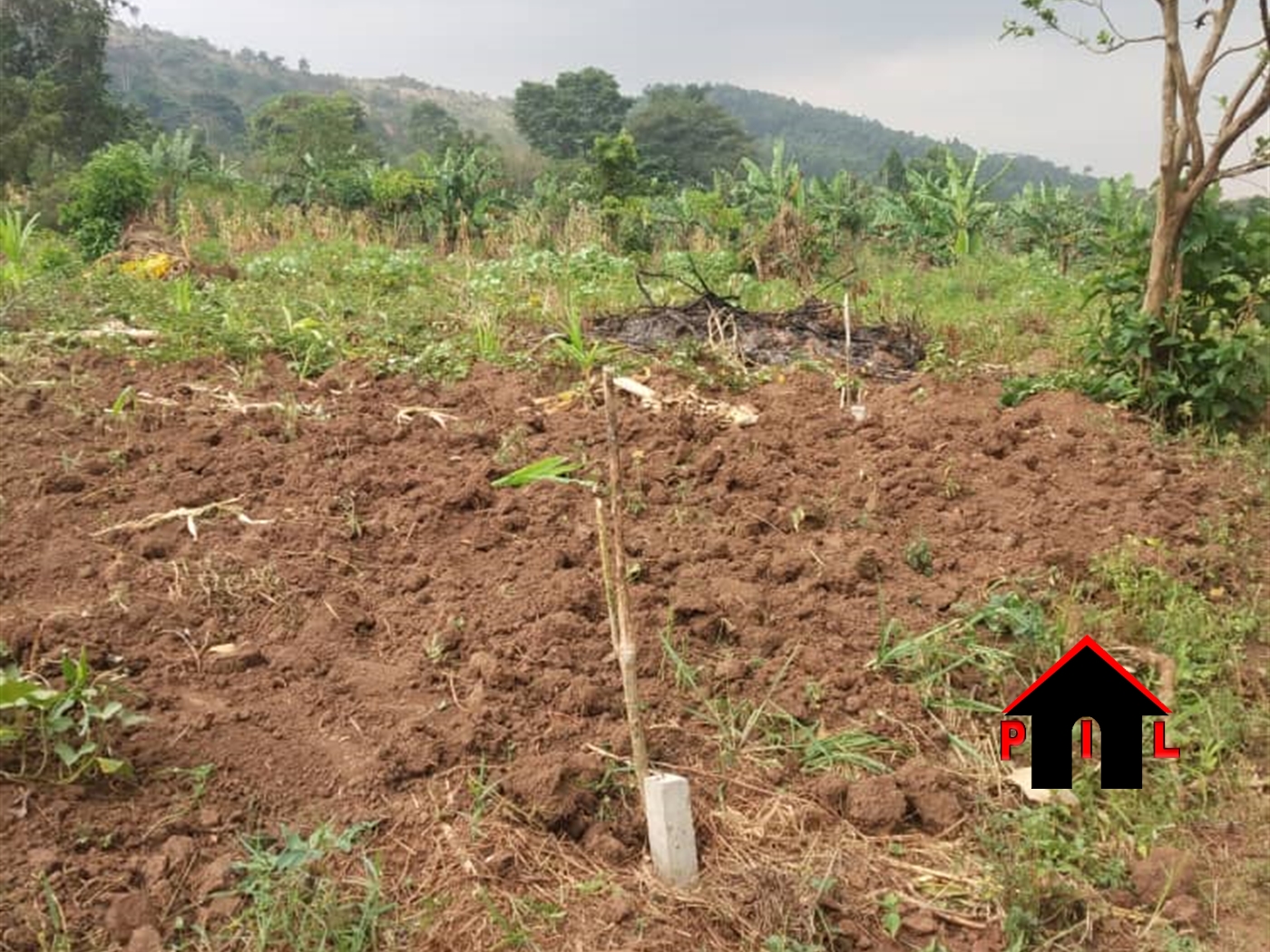 Agricultural Land for sale in Bbaale Kayunga