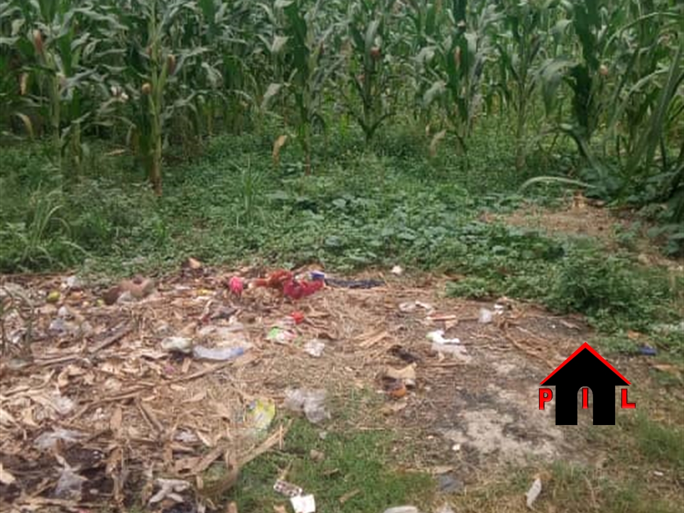 Agricultural Land for sale in Bbaale Kayunga