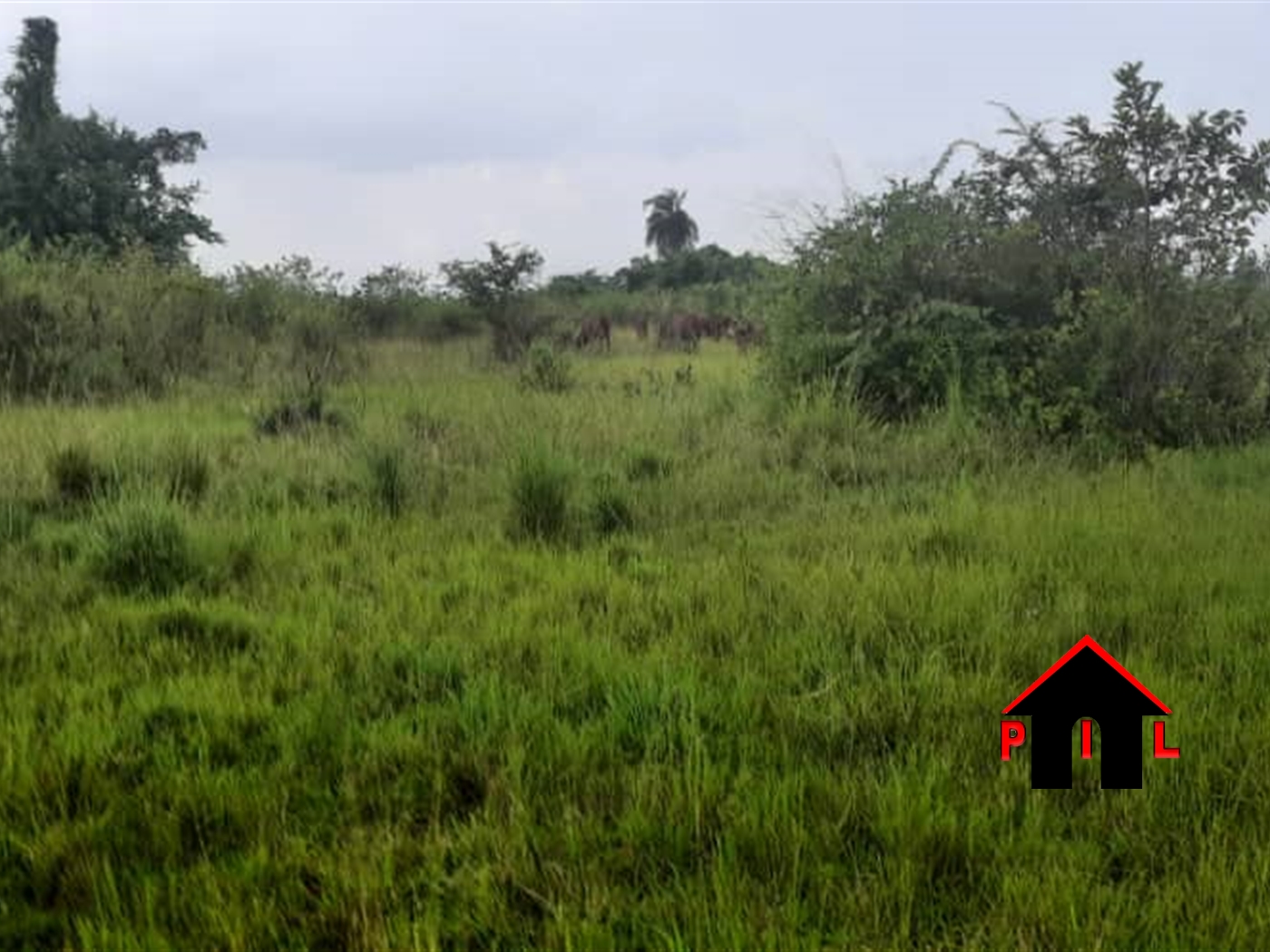 Agricultural Land for sale in Bubuubi Luweero