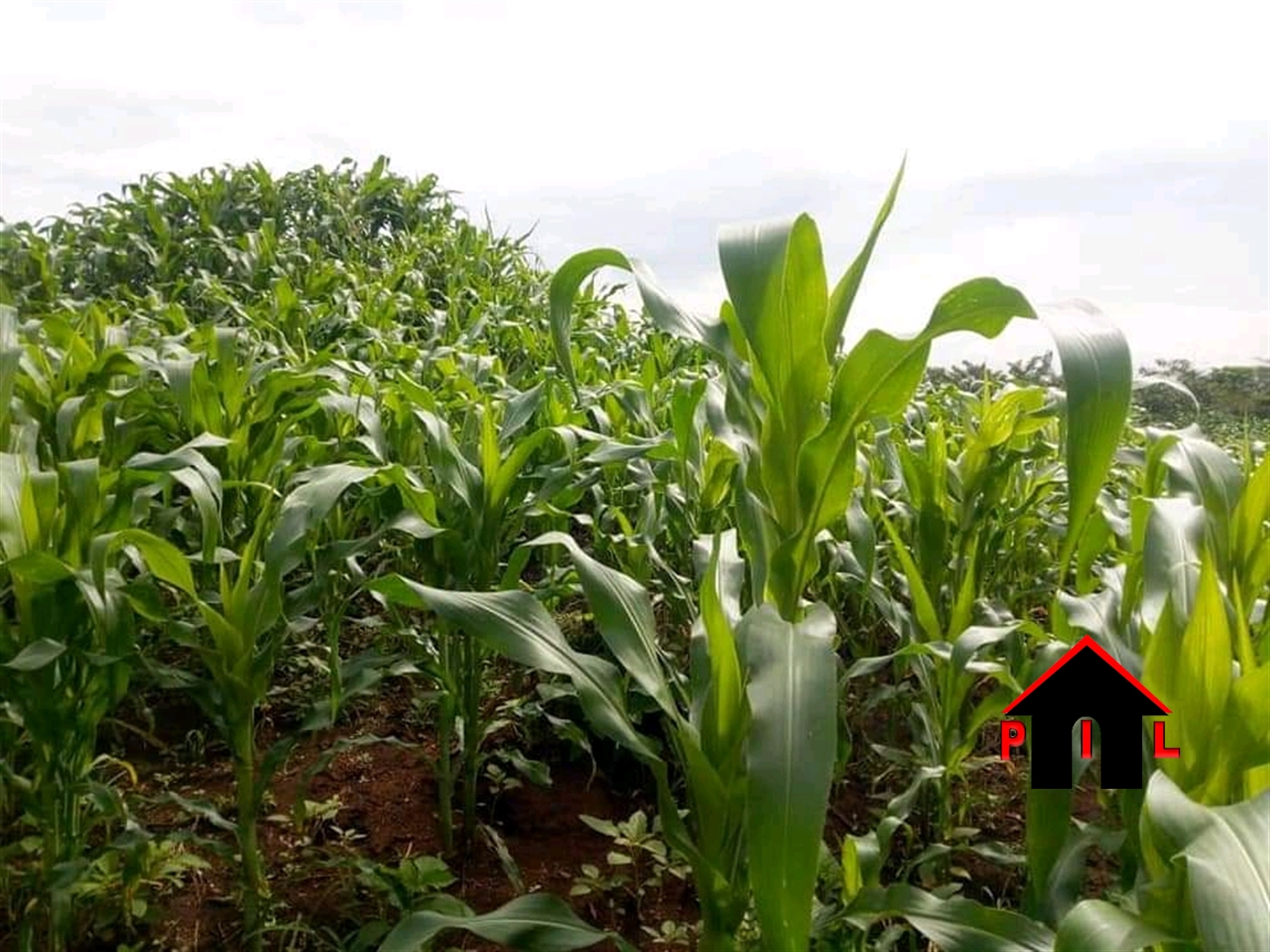 Agricultural Land for sale in Kakooge Luweero