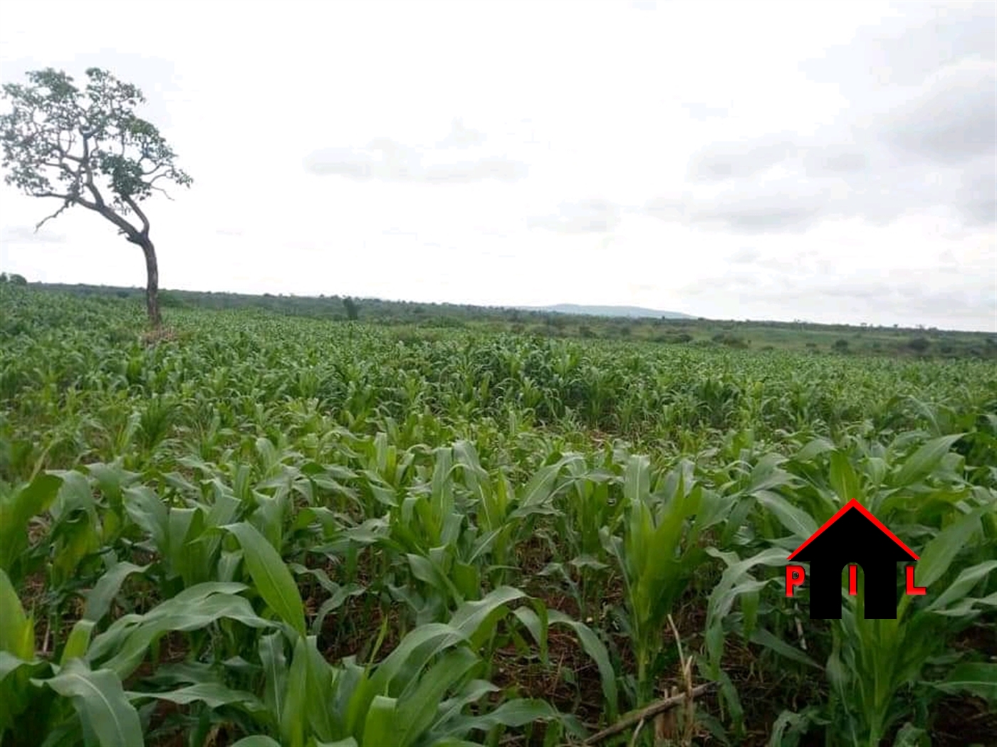 Agricultural Land for sale in Kakooge Luweero