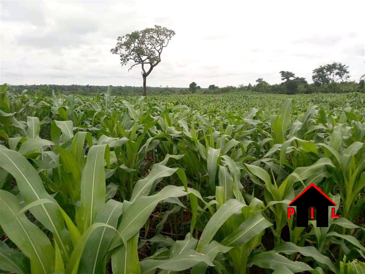 Agricultural Land for sale in Kakooge Luweero