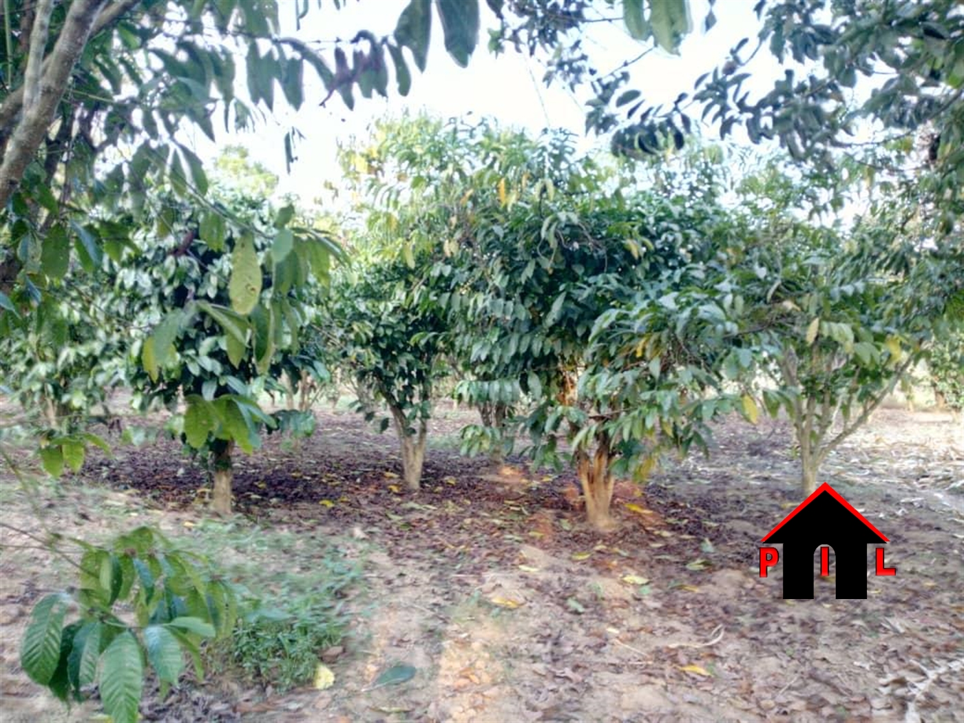 Agricultural Land for sale in Kyakatebe Mityana