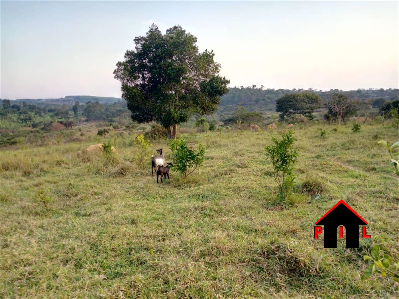 Agricultural Land for sale in Kyakatebe Mityana