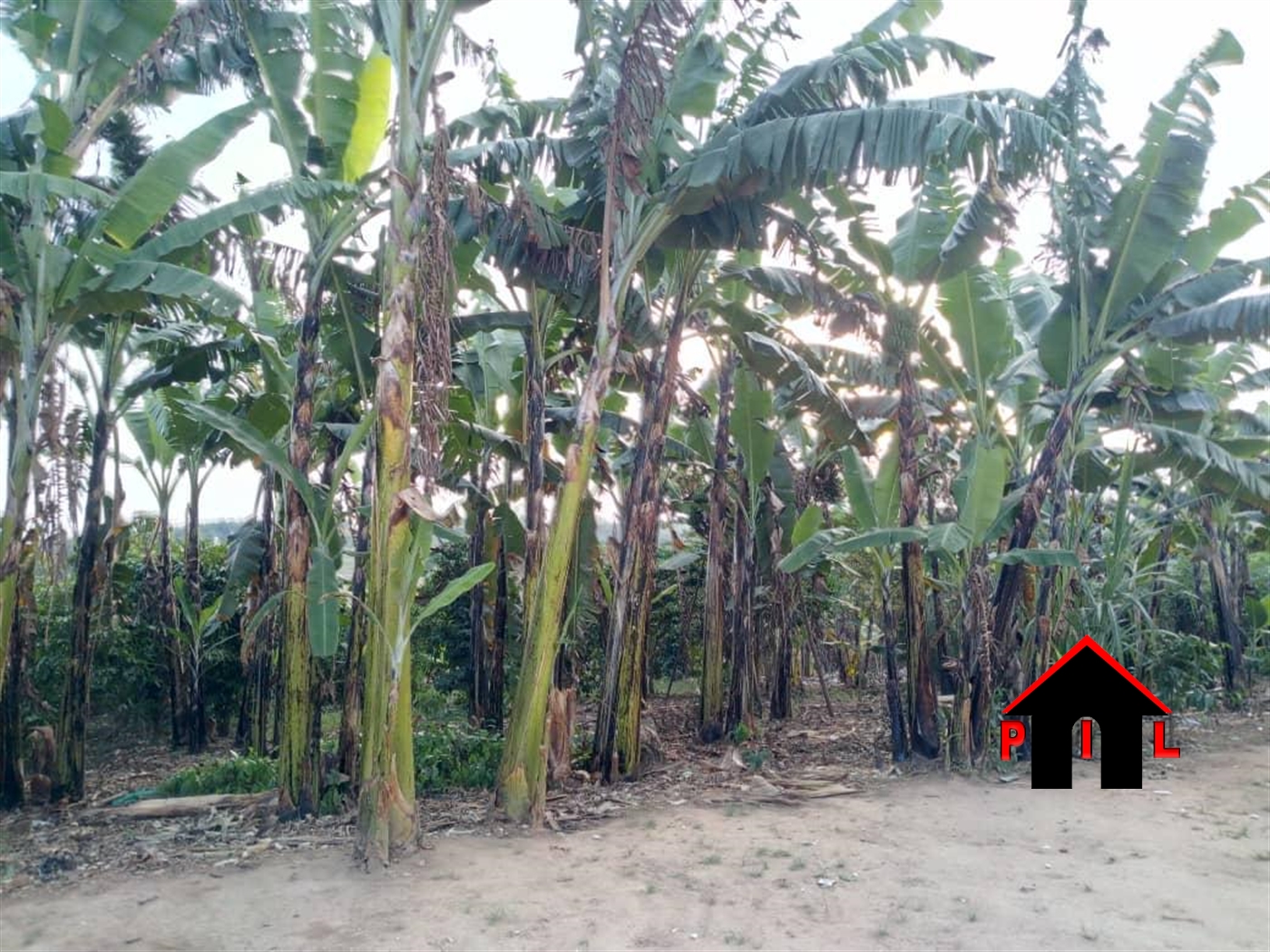 Agricultural Land for sale in Kyakatebe Mityana