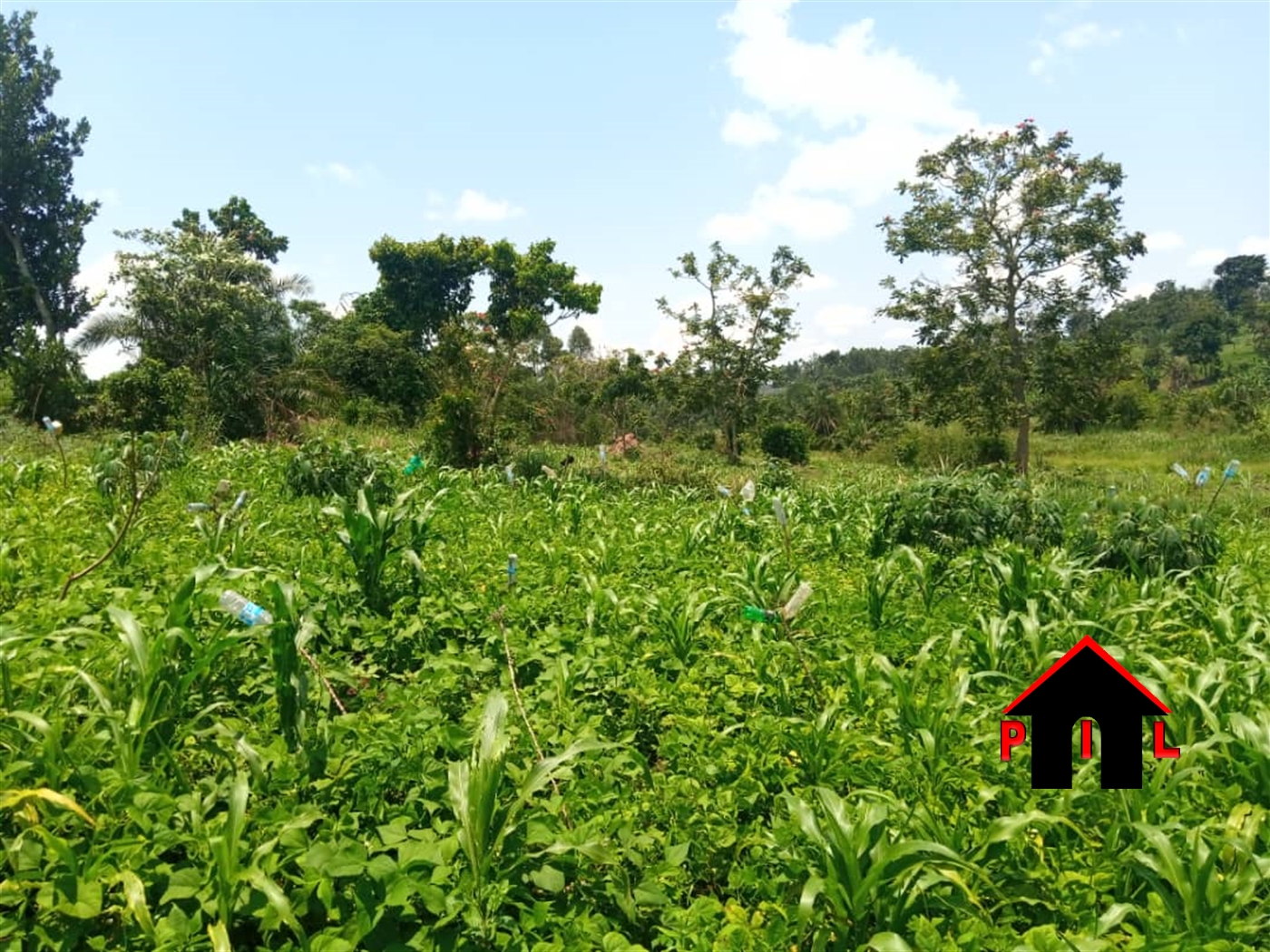 Agricultural Land for sale in Namayiba Mukono