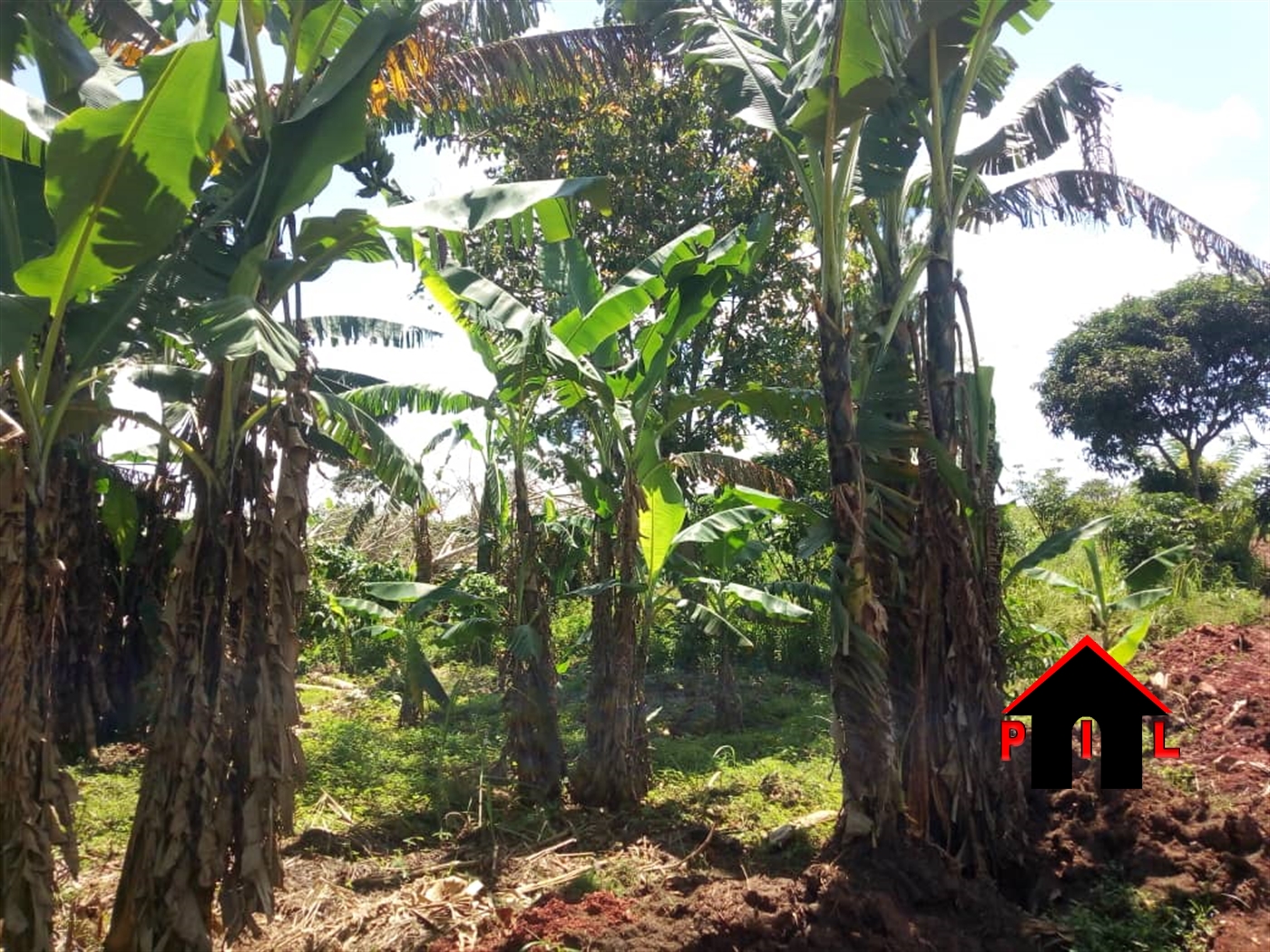 Agricultural Land for sale in Kisozi Kamuli