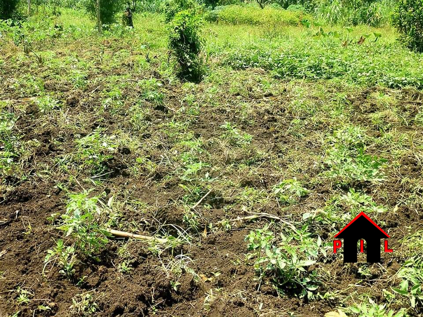 Agricultural Land for sale in Ntale Kalungu