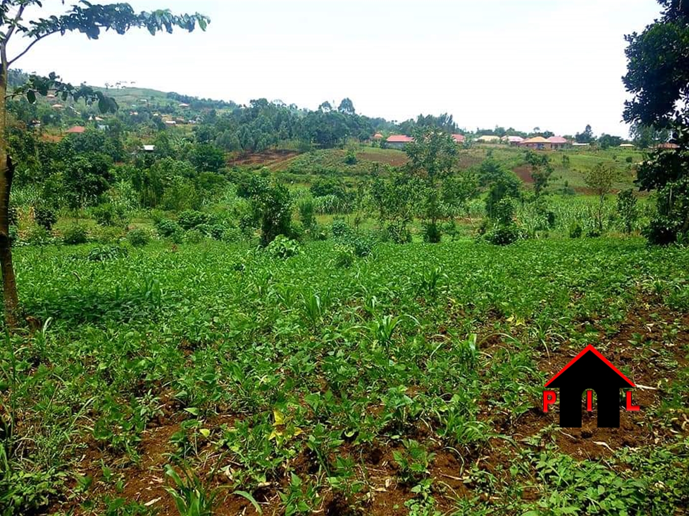 Agricultural Land for sale in Ntale Kalungu