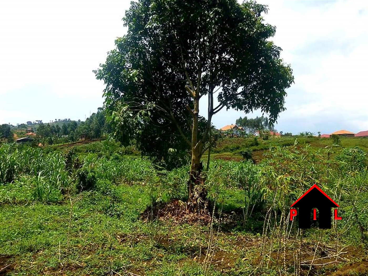 Agricultural Land for sale in Ntale Kalungu